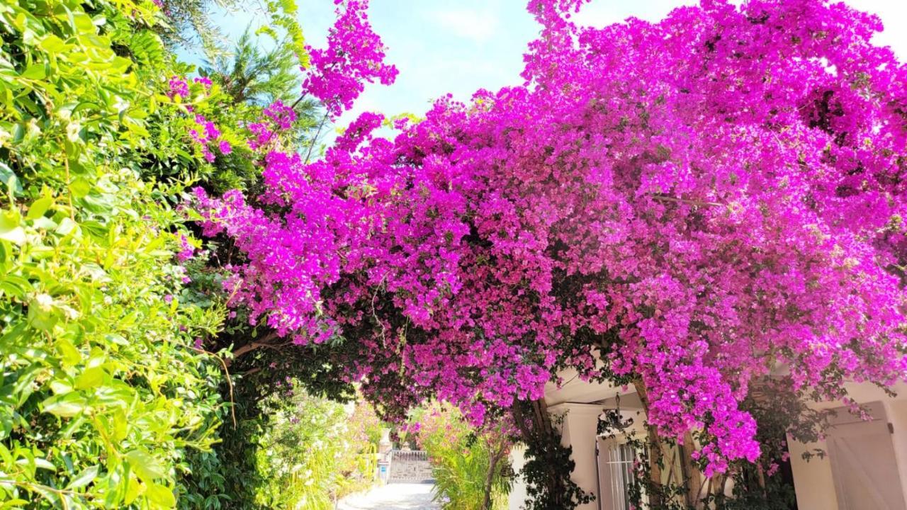 Villa Provencale A Sainte Maxime, Golf De Saint Tropez Esterno foto