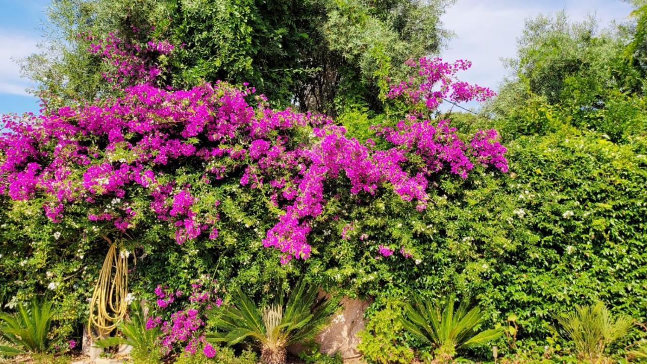 Villa Provencale A Sainte Maxime, Golf De Saint Tropez Esterno foto